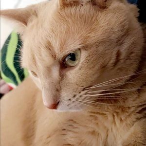 Meet your Posher, Koko